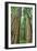 Redwoods Forest II-Alan Majchrowicz-Framed Photo