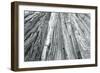 Redwoods Forest IV-Alan Majchrowicz-Framed Photo