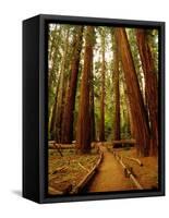 Redwoods Forest-Charles O'Rear-Framed Stretched Canvas