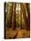 Redwoods Forest-Charles O'Rear-Stretched Canvas