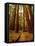 Redwoods Forest-Charles O'Rear-Framed Stretched Canvas