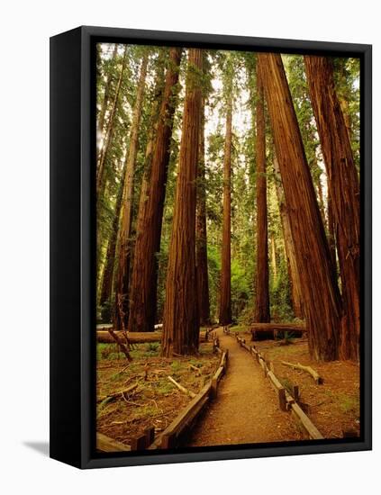 Redwoods Forest-Charles O'Rear-Framed Stretched Canvas