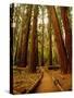 Redwoods Forest-Charles O'Rear-Stretched Canvas