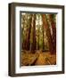 Redwoods Forest-Charles O'Rear-Framed Premium Photographic Print