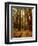 Redwoods Forest-Charles O'Rear-Framed Premium Photographic Print