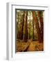 Redwoods Forest-Charles O'Rear-Framed Premium Photographic Print