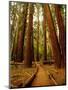 Redwoods Forest-Charles O'Rear-Mounted Premium Photographic Print