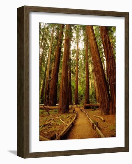Redwoods Forest-Charles O'Rear-Framed Photographic Print