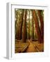 Redwoods Forest-Charles O'Rear-Framed Photographic Print