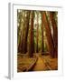 Redwoods Forest-Charles O'Rear-Framed Photographic Print