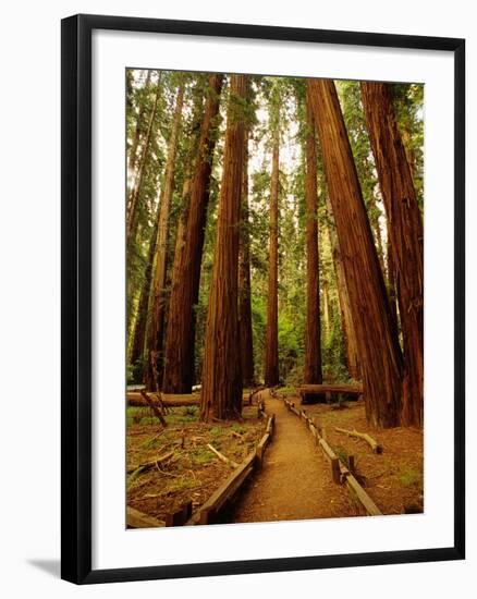 Redwoods Forest-Charles O'Rear-Framed Photographic Print