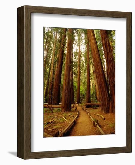 Redwoods Forest-Charles O'Rear-Framed Photographic Print