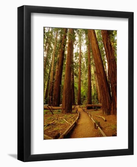 Redwoods Forest-Charles O'Rear-Framed Photographic Print