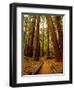 Redwoods Forest-Charles O'Rear-Framed Photographic Print