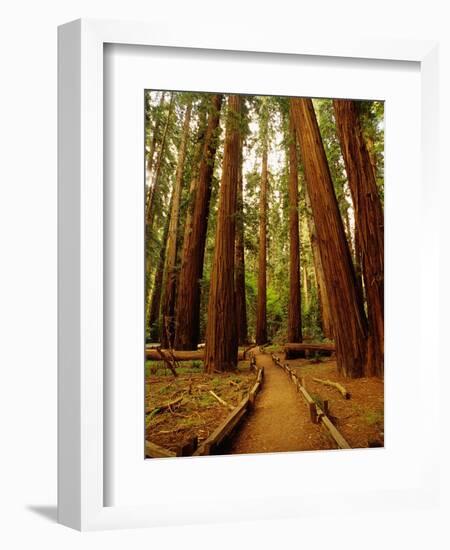 Redwoods Forest-Charles O'Rear-Framed Photographic Print