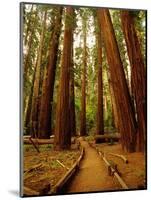 Redwoods Forest-Charles O'Rear-Mounted Photographic Print