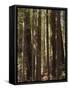 Redwoods, Humboldt County, California, USA-Ethel Davies-Framed Stretched Canvas