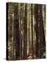 Redwoods, Humboldt County, California, USA-Ethel Davies-Stretched Canvas