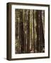 Redwoods, Humboldt County, California, USA-Ethel Davies-Framed Photographic Print