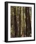 Redwoods, Humboldt County, California, USA-Ethel Davies-Framed Photographic Print