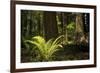 Redwoods, Humboldt Redwoods State Park, California-Rob Sheppard-Framed Photographic Print