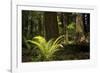 Redwoods, Humboldt Redwoods State Park, California-Rob Sheppard-Framed Photographic Print