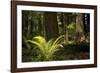 Redwoods, Humboldt Redwoods State Park, California-Rob Sheppard-Framed Photographic Print