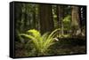 Redwoods, Humboldt Redwoods State Park, California-Rob Sheppard-Framed Stretched Canvas