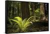 Redwoods, Humboldt Redwoods State Park, California-Rob Sheppard-Framed Stretched Canvas