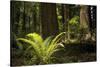 Redwoods, Humboldt Redwoods State Park, California-Rob Sheppard-Stretched Canvas