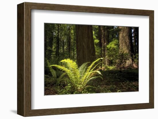 Redwoods, Humboldt Redwoods State Park, California-Rob Sheppard-Framed Photographic Print