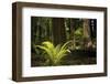 Redwoods, Humboldt Redwoods State Park, California-Rob Sheppard-Framed Photographic Print