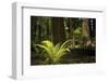 Redwoods, Humboldt Redwoods State Park, California-Rob Sheppard-Framed Photographic Print