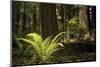 Redwoods, Humboldt Redwoods State Park, California-Rob Sheppard-Mounted Photographic Print