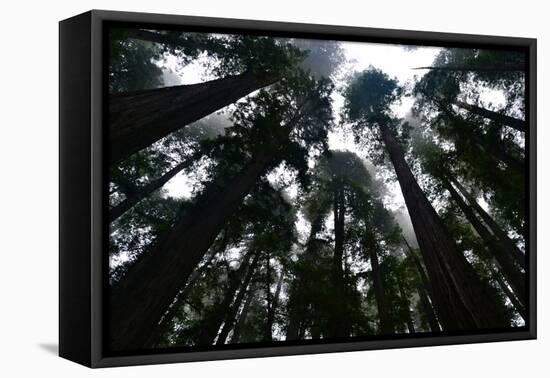 Redwoods I-Brian Moore-Framed Stretched Canvas