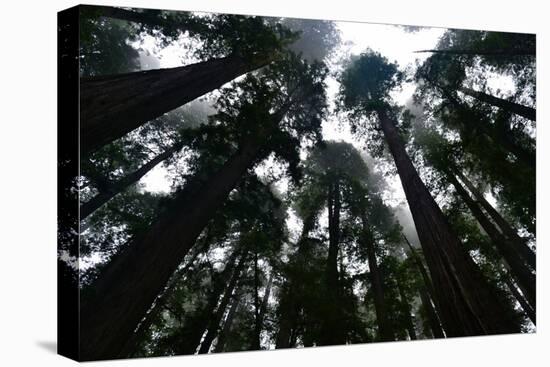 Redwoods I-Brian Moore-Stretched Canvas