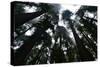 Redwoods I-Brian Moore-Stretched Canvas