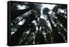 Redwoods I-Brian Moore-Framed Stretched Canvas