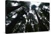 Redwoods I-Brian Moore-Stretched Canvas