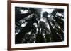 Redwoods I-Brian Moore-Framed Photographic Print