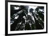 Redwoods I-Brian Moore-Framed Photographic Print