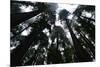 Redwoods I-Brian Moore-Mounted Photographic Print