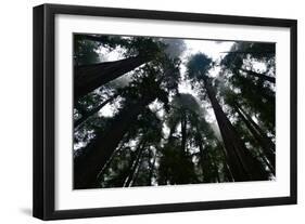 Redwoods I-Brian Moore-Framed Photographic Print