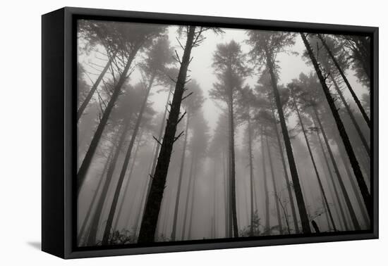 Redwoods II-Brian Moore-Framed Stretched Canvas