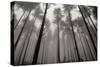 Redwoods II-Brian Moore-Stretched Canvas