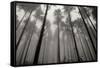 Redwoods II-Brian Moore-Framed Stretched Canvas