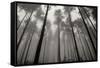 Redwoods II-Brian Moore-Framed Stretched Canvas