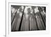 Redwoods II-Brian Moore-Framed Photographic Print