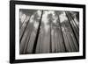 Redwoods II-Brian Moore-Framed Photographic Print