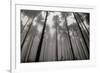 Redwoods II-Brian Moore-Framed Photographic Print